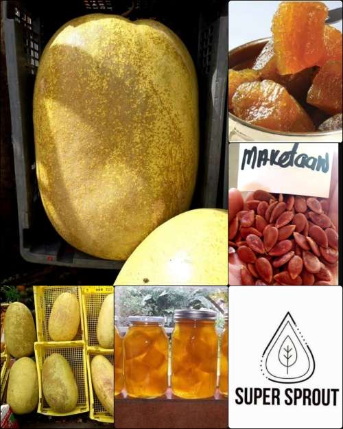 MAKETAAN MELON x 5 seeds