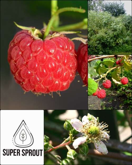 RASPBERRY/ Rubus idaeus x 15 seeds