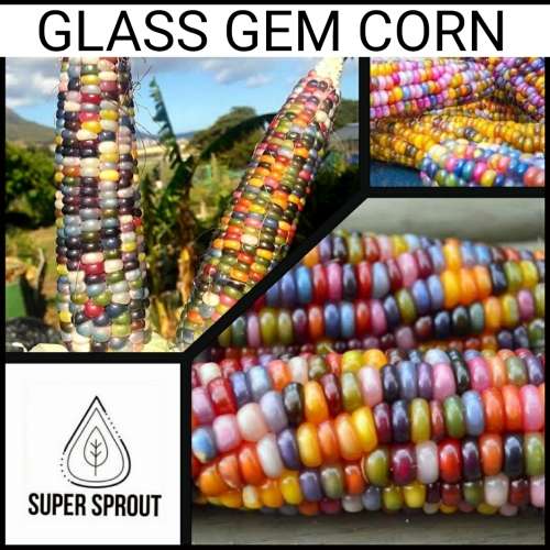 Supersprout Red Corn x 25 seeds