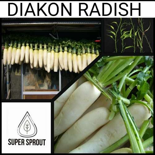 SAKURAJIMA DAIKON RADISH x 50+ seeds