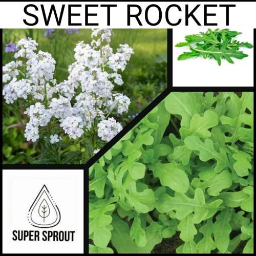 GREAT LAKES LETTUCE x 50 seeds
