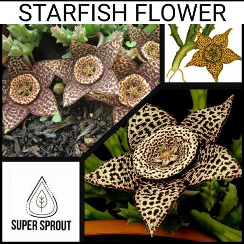 STAR FLOWER CACTUS x 5. seeds