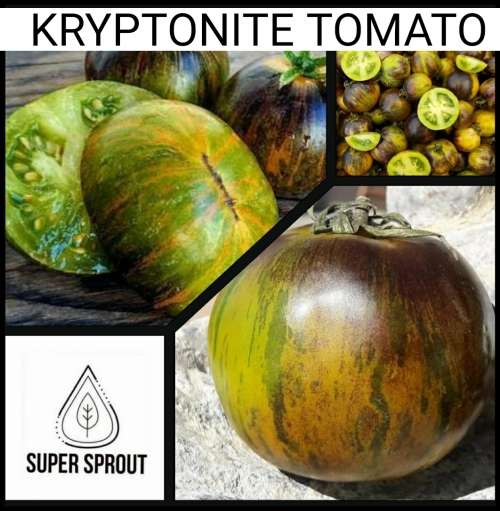 KRYPTONITE TOMATOES x 15 seeds