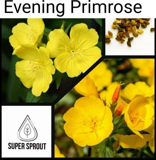 EVENING PRIMROSE FLOWERS x 50+ seeds