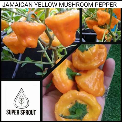 JAMAICAN YELLOW MUSHROOM PEPPERS x 10+ seeds