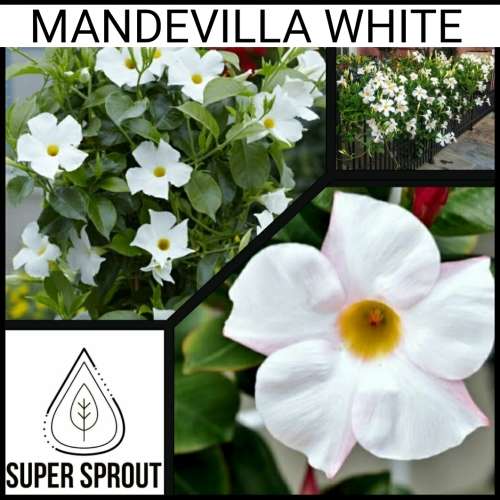 MANDEVILLA WHITE x 10 seeds