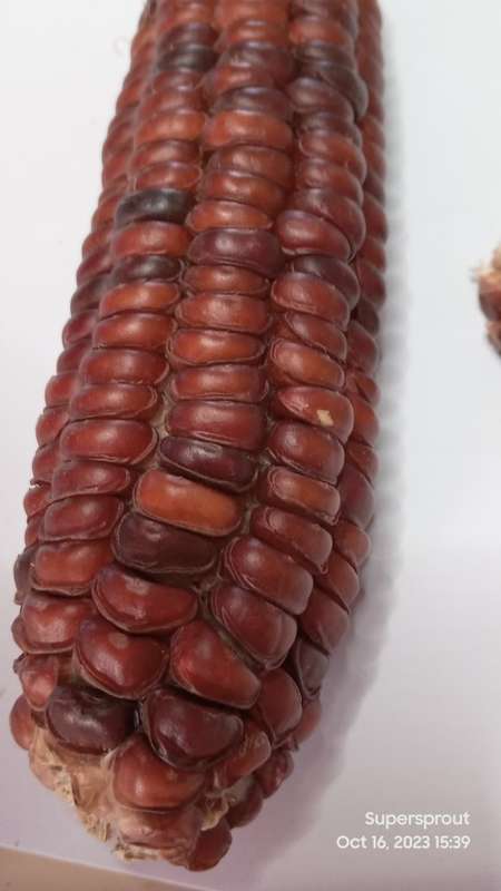 Supersprout Red Corn x 25 seeds