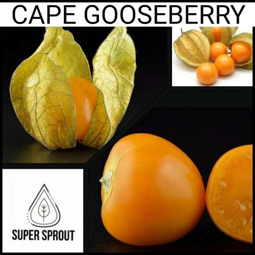 CAPE GOOSEBERRIES x 50+ seeds