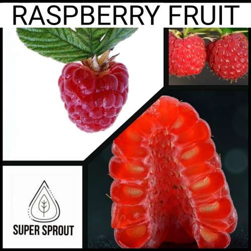RASPBERRY  x 10 seeds