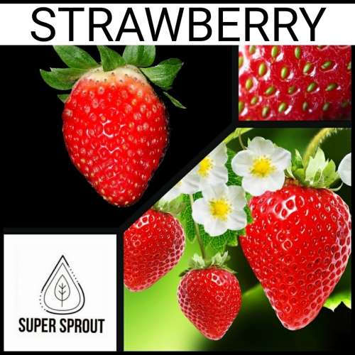 STRAWBERRY x 10 seeds only