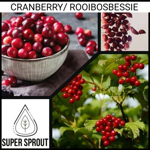 CRANBERRY/ROOIBOSBESSIE x 10 seeds