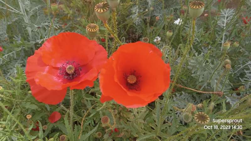 BRIGHT RED FLANDERS POPPY x 100+ seeds