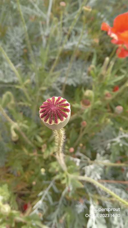 BRIGHT RED FLANDERS POPPY x 100+ seeds