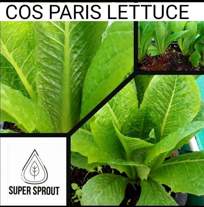 LETTUCE COS PARIS x 50+ seeds