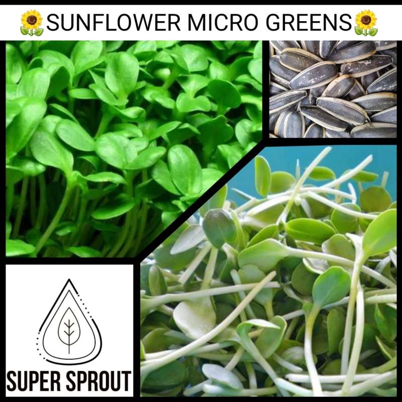 SUNFLOWER MICROGREEN SEEDS x 40g pack