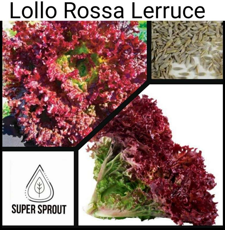 Lollo Rosso Lettuce x 25 seeds