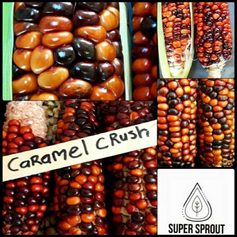 CARAMEL CRUSH MAIZE x 25 seeds