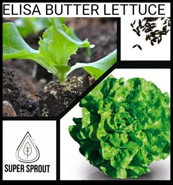 ELISA BUTTER LETTUCE x 50 seeds