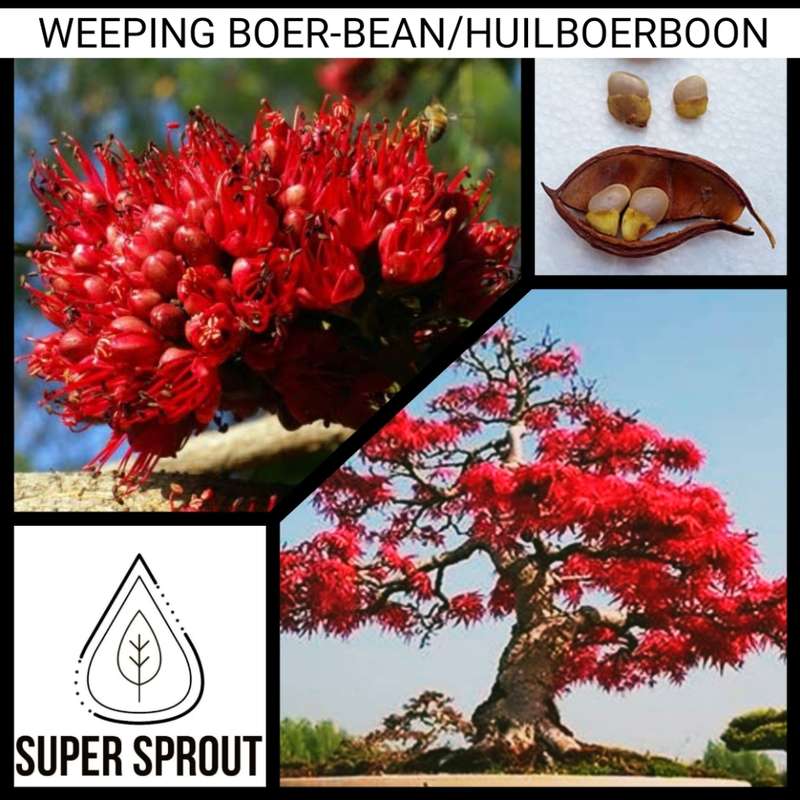 WEEPING BOER-BEAN / HUILBOERBOON x 3 seeds