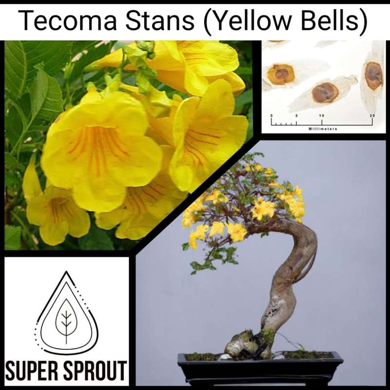 Tecoma Stans (Yellow Bells)   x 10 seeds