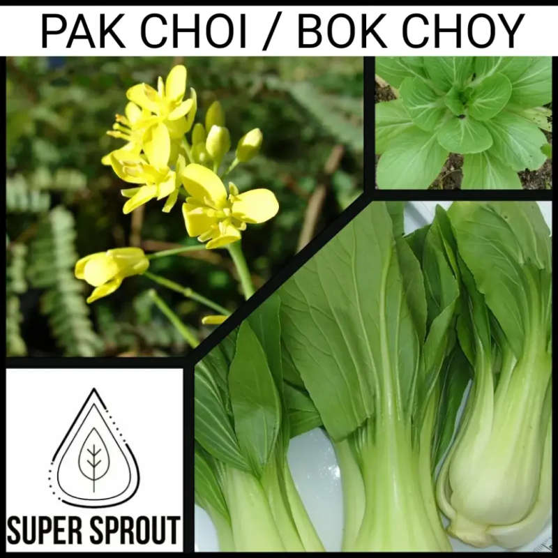 POK CHOI x 50+ seeds