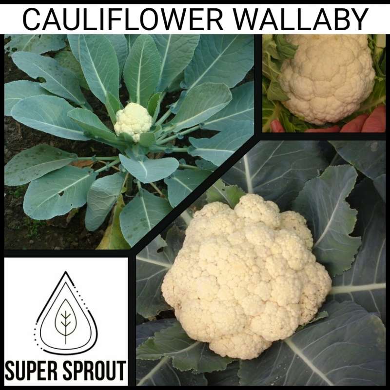 CAULIFLOWER WALLABYx 50+ seeds