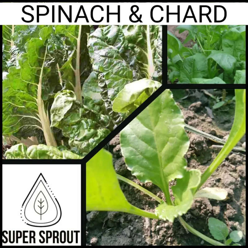 BULK SPINACH & SWISS CHARD x 40g seeds