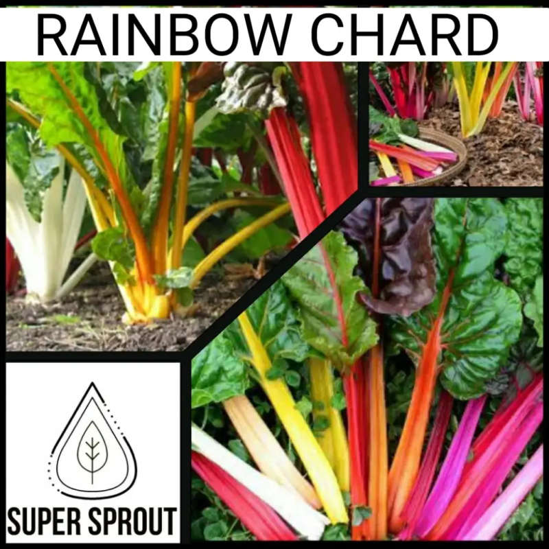 RAINBOW CHARD x 50+ seeds