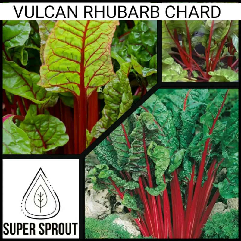 RHUBARB VULCAN CHARD x 50+ seeds