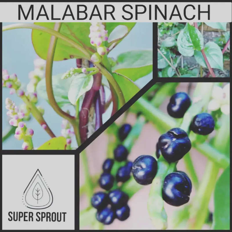 MALABAR SPINACH x 10+ seeds