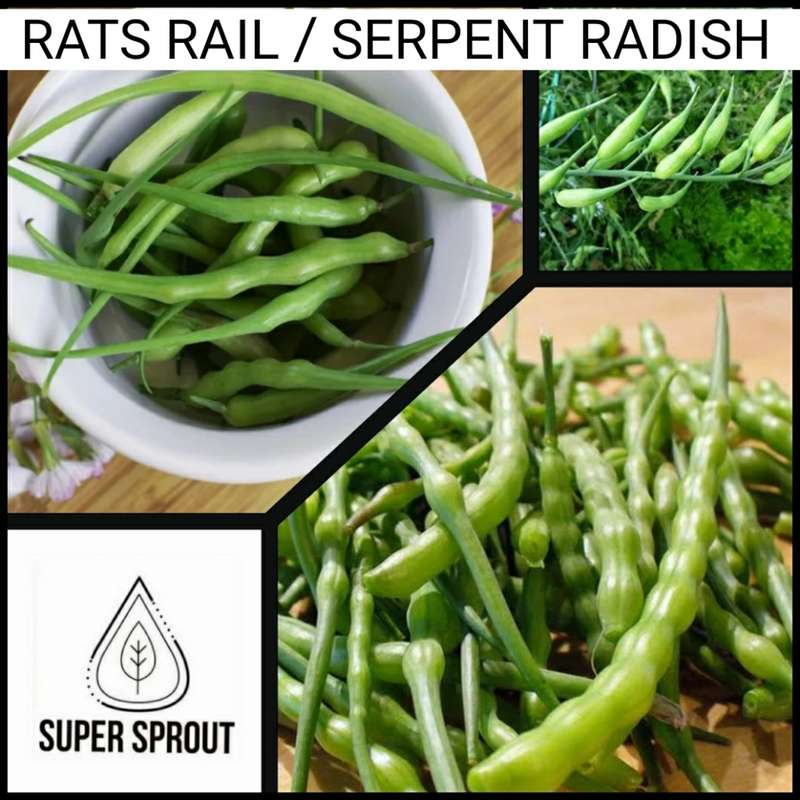 RAT`S TAIL RADISH x 15+ seeds