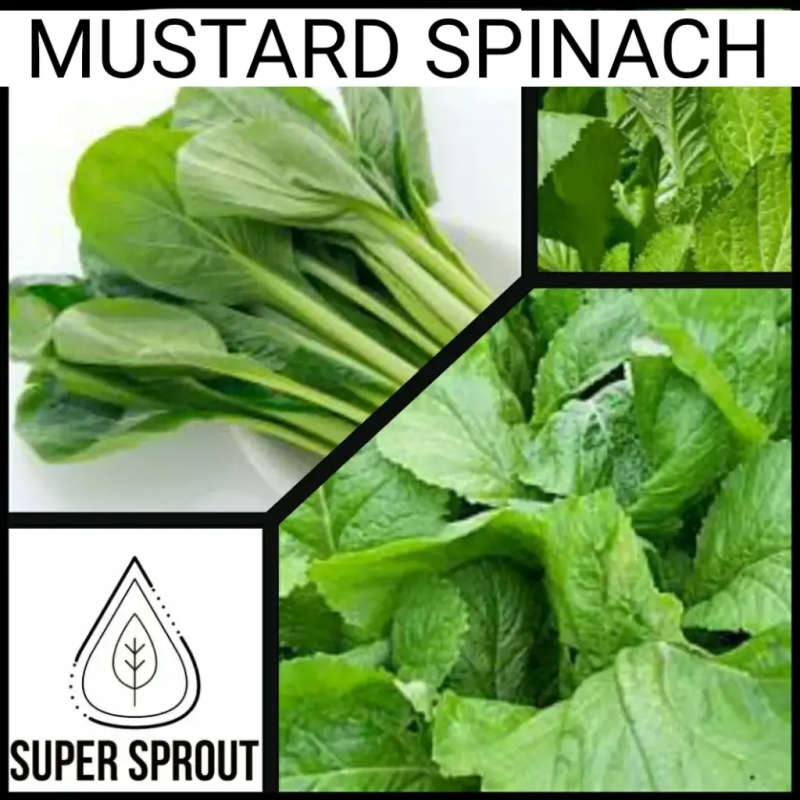 MUSTARD SPINACH x 25+ seeds