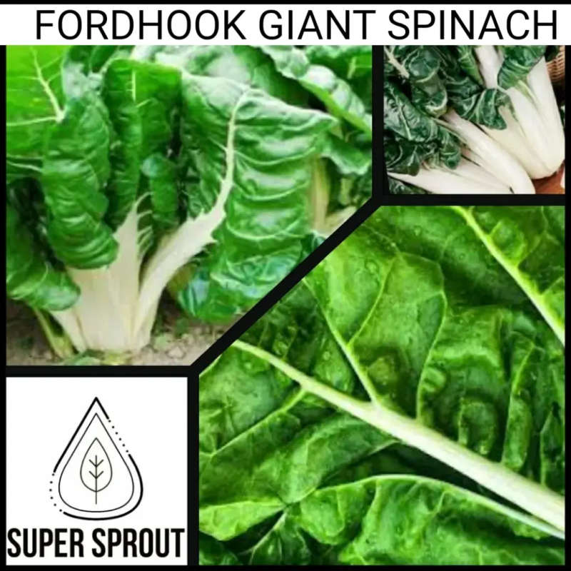 FORDHOOK GIANT x 50+ seeds