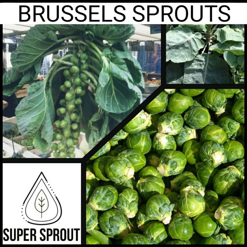 BRUSSELS SPROUT x 15 seeds