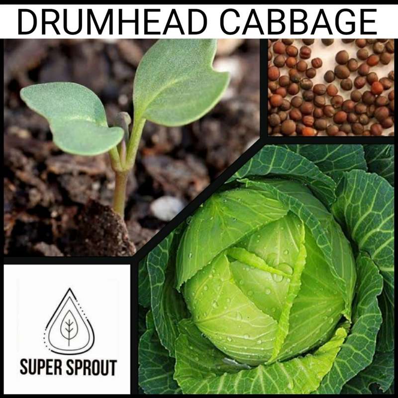 Drumhead Cabbage x 25+ seeds