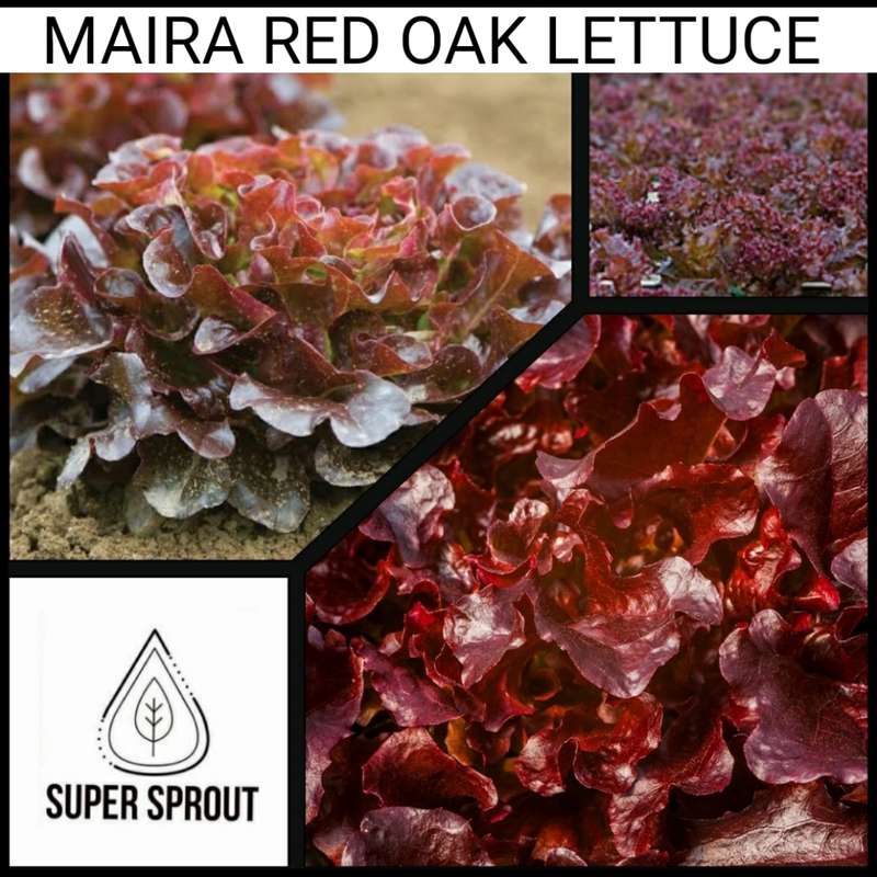 MAIRA RED OAK LETTUCE x 25 seeds