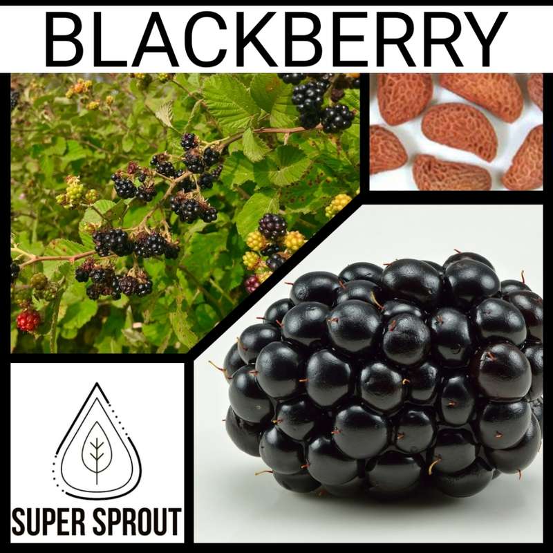 BLACKBERRY x 10 seeds