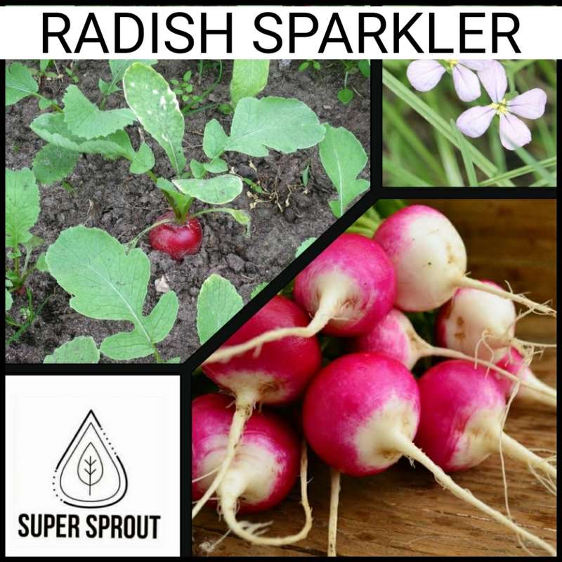 RADISH SPARKLER x 25+ seeds