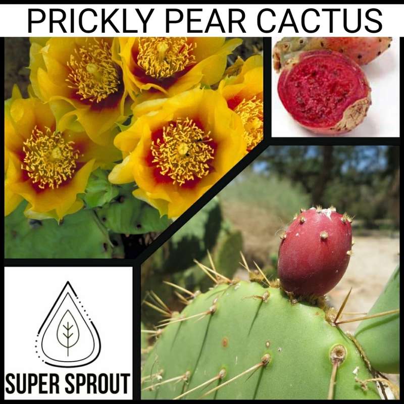 PRICKLY PEAR x 15 seeds