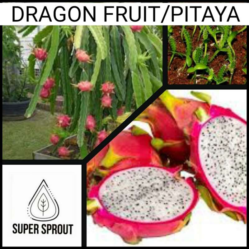 DRAGON FRUIT x 15+ seeds
