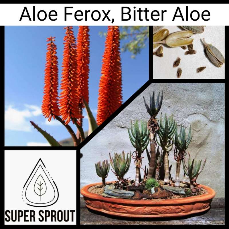 ALOE FEROX x 15 seeds