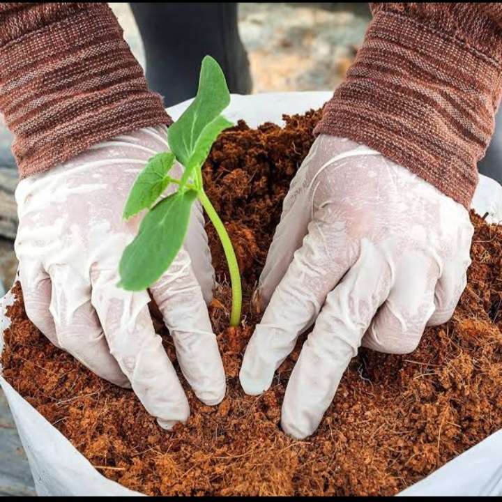 COCONUT COIR 320g makes 5 litre in grow bagx1