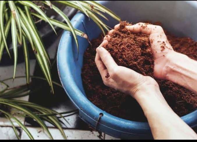 COCONUT COIR 320g makes 5 litre in grow bagx1