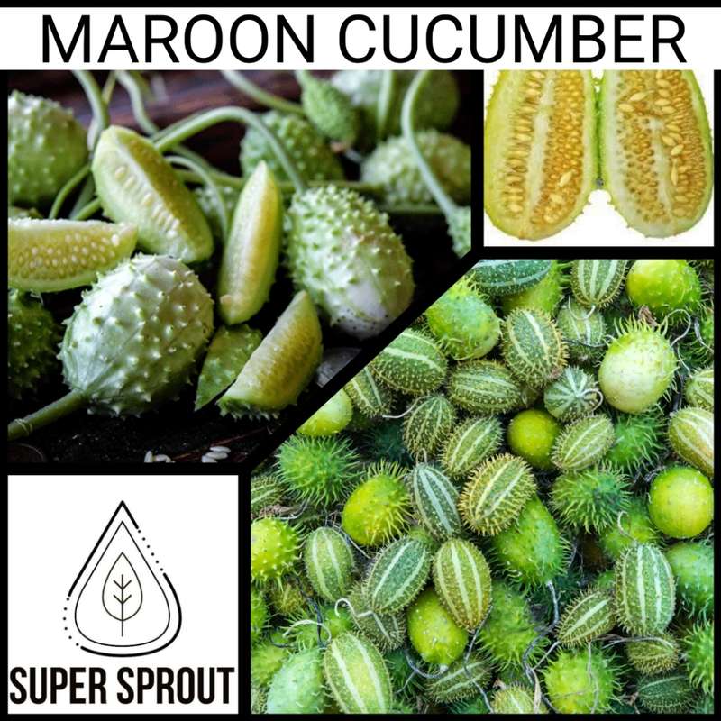 MAROON CUCUMBER x 10 seeds