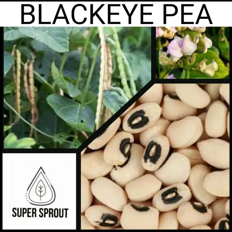 BLACK-EYED PEA x 25  organic seeds