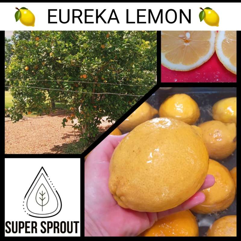 EUREKA LEMON TREE  x 6 seeds