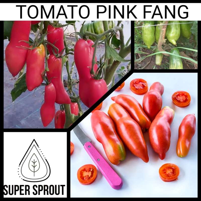 TOMATO PINK FANG x 15 + organic seeds