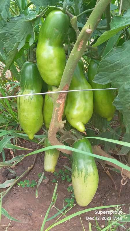 TOMATO PINK FANG x 15 + organic seeds