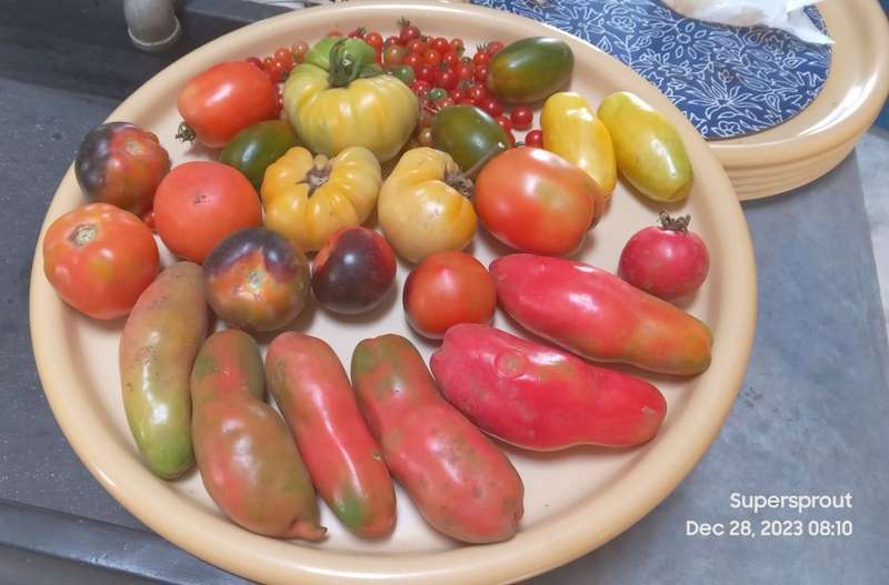 TOMATO PINK FANG x 15 + organic seeds