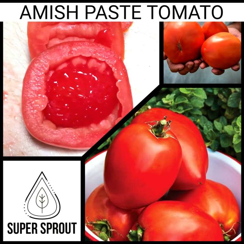 TOMATO ATOMIC FUSION x 15 organic seeds